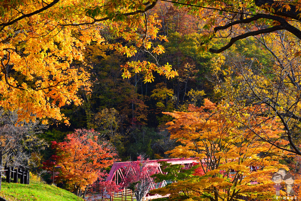 北海道賞楓｜楓紅滿天的絕美景緻，支笏湖的秋色美到讓人想哭