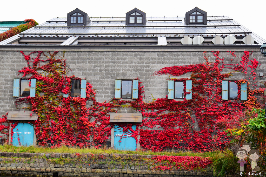 北海道小樽｜秋詩翩翩的小樽運河，鮮紅爬牆虎佈滿倉庫牆面，白天夜景處處迷人