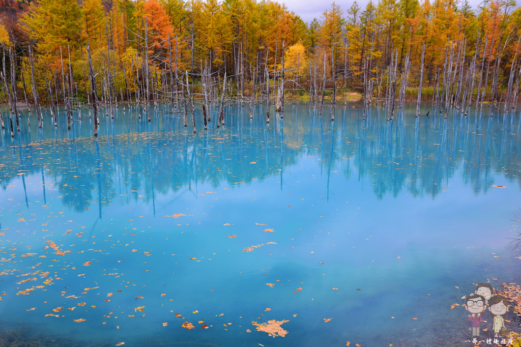 北海道美瑛｜青池的秋日，有迷人的蒂芬妮藍水色，美的好輕柔，藍的好夢幻