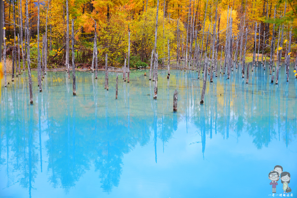 北海道美瑛｜青池的秋日，有迷人的蒂芬妮藍水色，美的好輕柔，藍的好夢幻