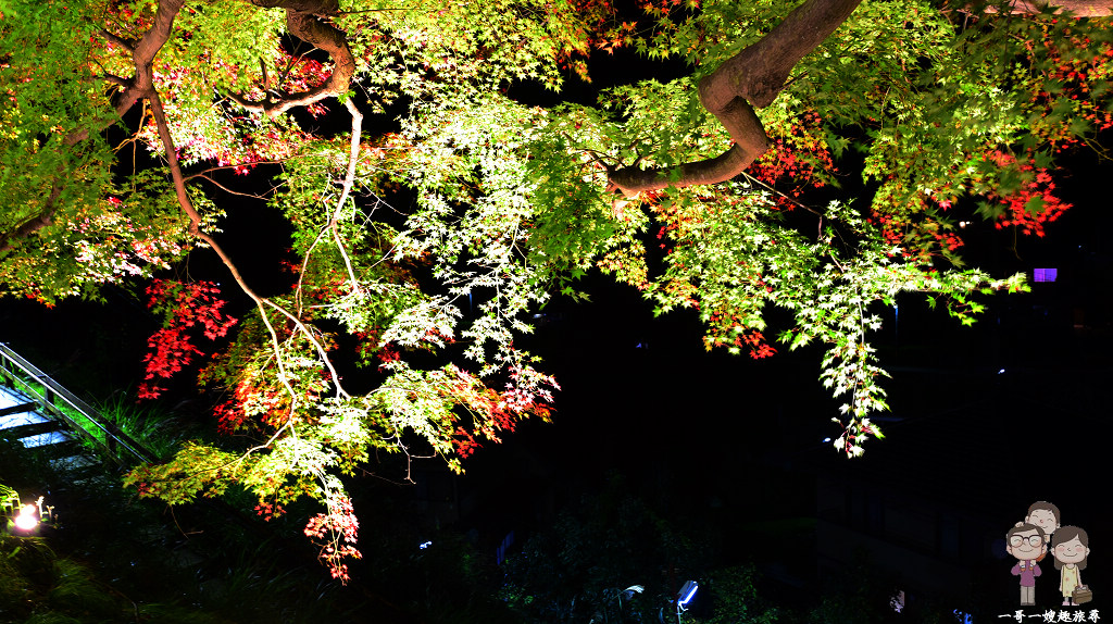 京都夜楓電車｜叡山電車：市原⇔二之瀨間的紅葉隧道，