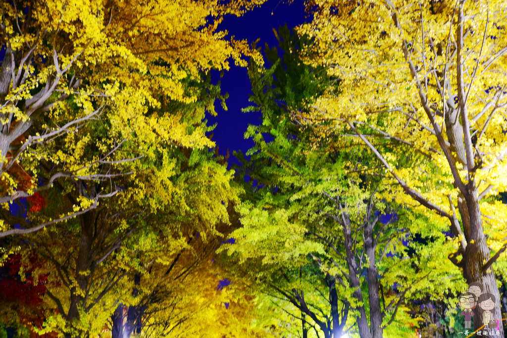 北海道札幌｜2019北大金葉祭取消！夜拍秋日限定的北海道大學金黃銀杏並木