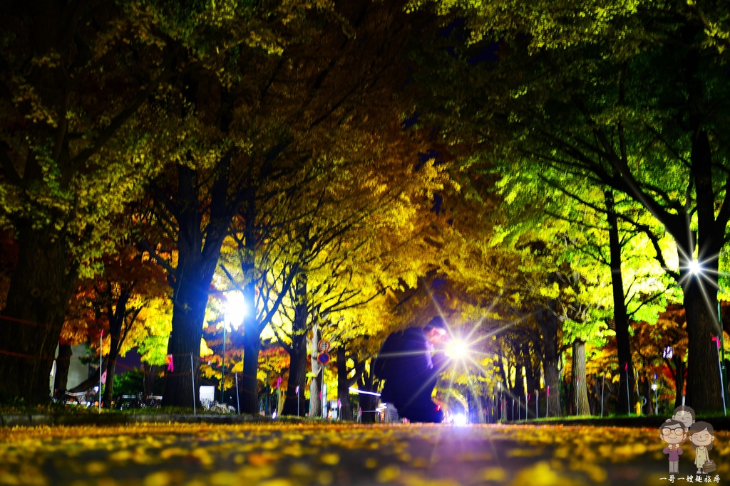 北海道札幌｜2019北大金葉祭取消！夜拍秋日限定的北海道大學金黃銀杏並木