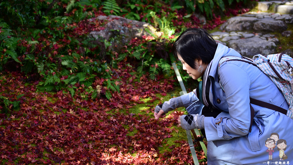 京都賞楓在嵐山｜大河內山莊庭園，漫天飛舞的紅葉庭園