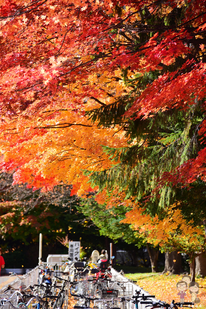 北海道札幌｜真駒內地鐵出站一分鐘就能看到的好風景，札幌的秋日就來這邊賞楓吧！