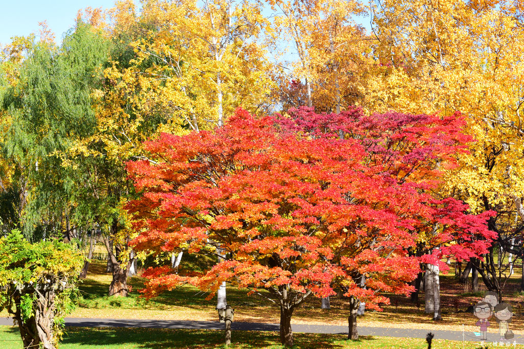 北海道札幌｜札幌冬奧主會場「真駒內公園」，化身為迷人秋色的紅葉景點