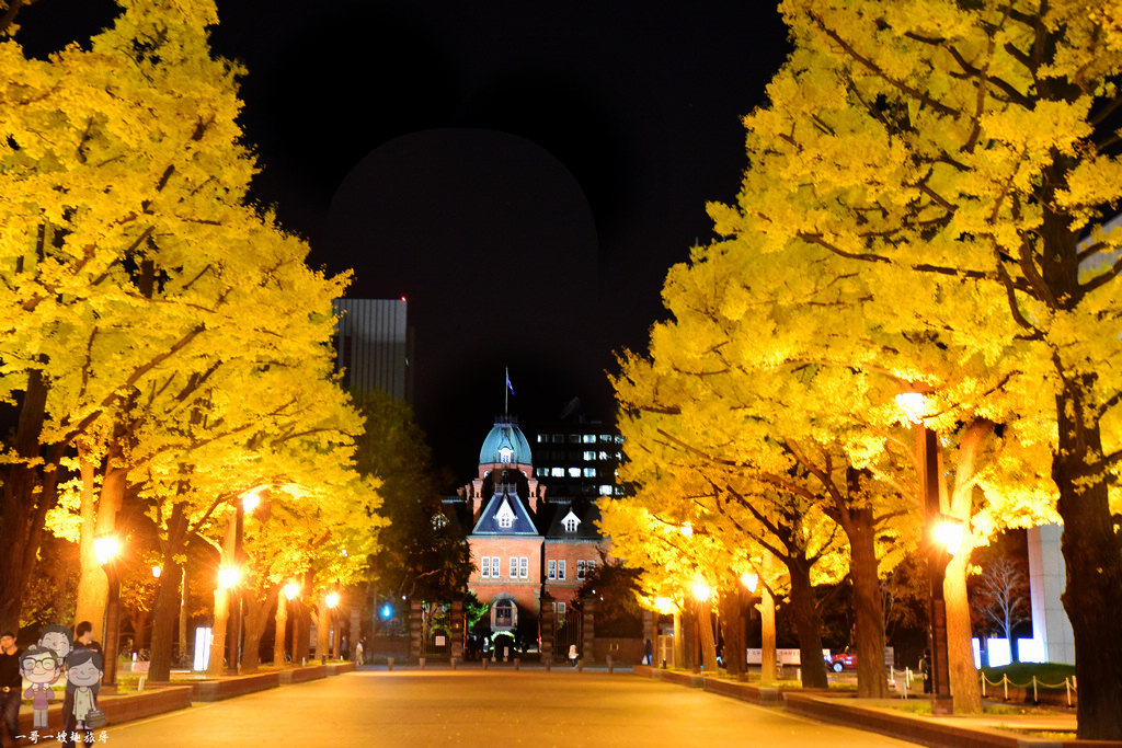 北海道札幌｜紅磚巴洛克式建築的舊道廳，迷人的秋色，白天與黑夜一樣金黃燦爛又美麗