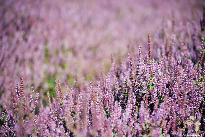 桃園景點｜花彩節楊梅場，夢幻紫的仙草花海，宛如置身在南法普羅旺斯般的浪漫