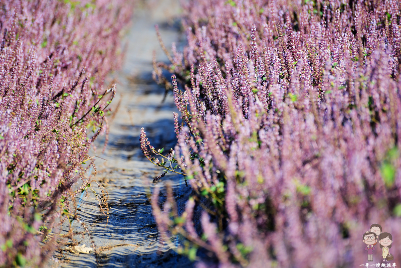 桃園景點｜花彩節楊梅場，夢幻紫的仙草花海，宛如置身在南法普羅旺斯般的浪漫