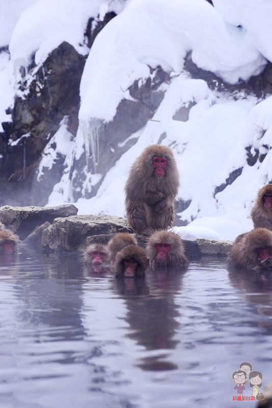 日本長野｜地獄谷野猿公苑！冬季必訪，來看雪猴泡溫泉