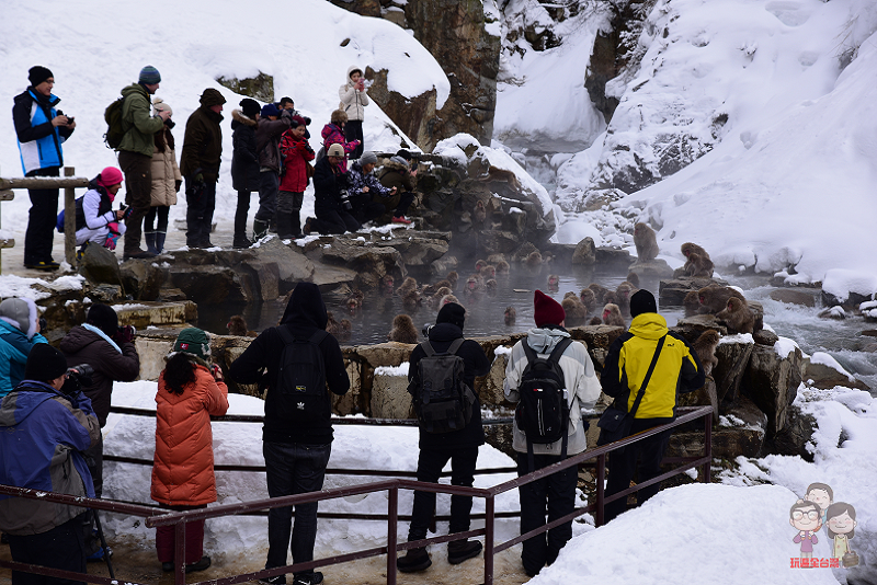 日本長野｜地獄谷野猿公苑！冬季必訪，來看雪猴泡溫泉