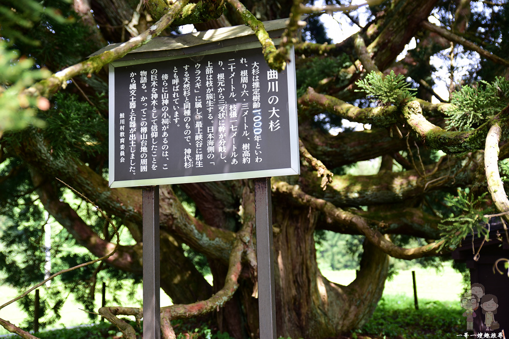 山形自駕順路景點｜千年樹齡之小杉の大杉，就是敲可愛的龍貓樹(トトロの木)