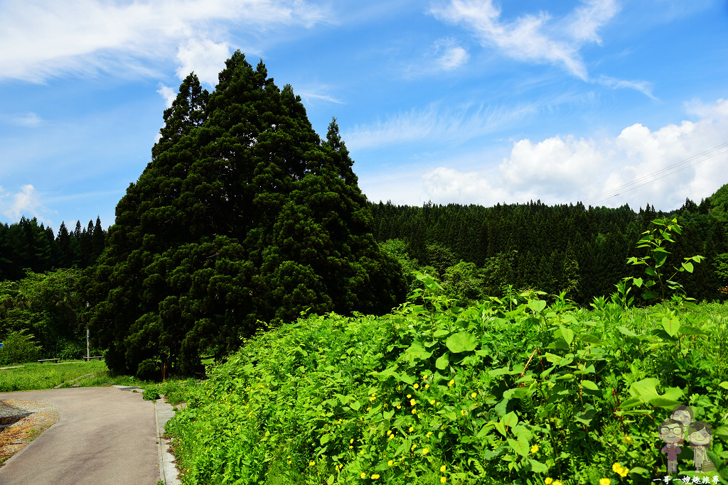 山形自駕順路景點｜千年樹齡之小杉の大杉，就是敲可愛的龍貓樹(トトロの木)