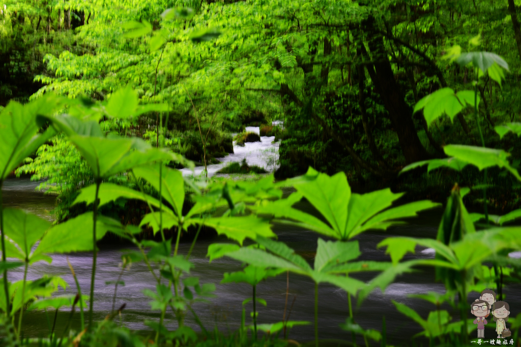 青森必遊景點｜自駕輕鬆遊奧入瀨溪流，新綠時節的景緻一整個超舒心