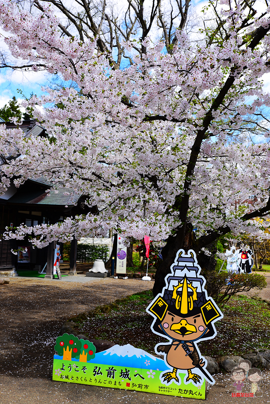 東北三大櫻名所｜櫻花百選之首～青森弘前公園， 花開的真是密密茂茂，滿開的櫻花美到你會吐。