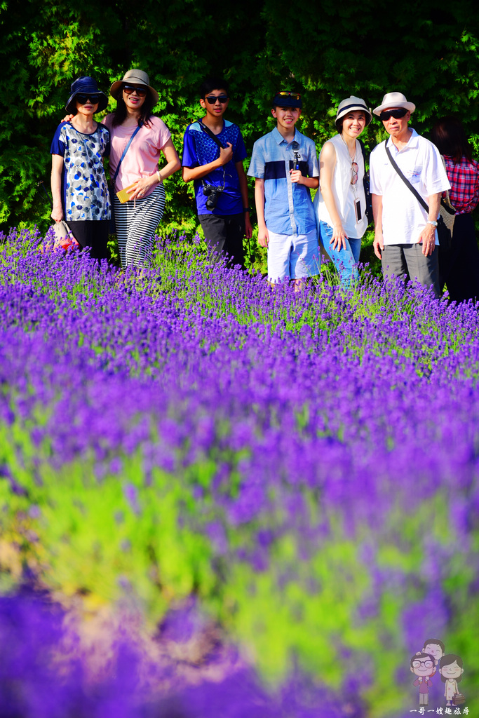 夏日北海道｜富良野必遊景點～富田農場，紫色的魔幻魅力＋彩色的花花世界