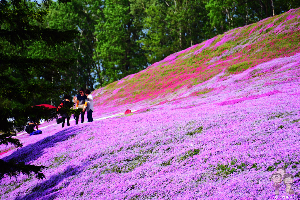 北海道道東自駕｜網走大空町，季節限定的美景～浪漫粉紅花毯：東藻琴芝櫻公園