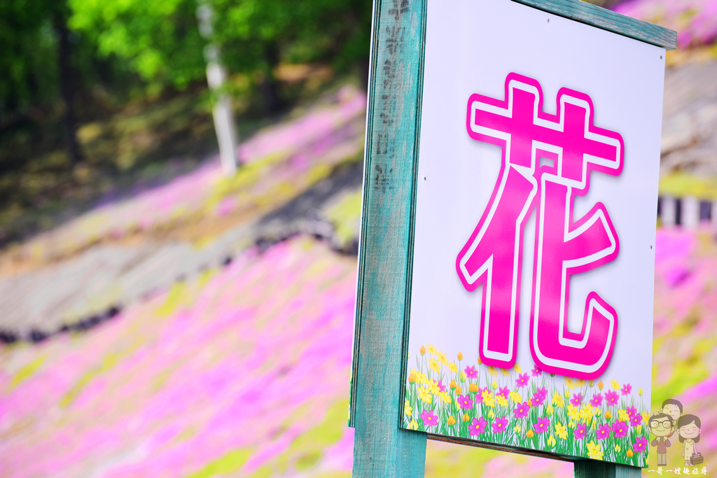 北海道道東自駕｜網走大空町，季節限定的美景～浪漫粉紅花毯：東藻琴芝櫻公園