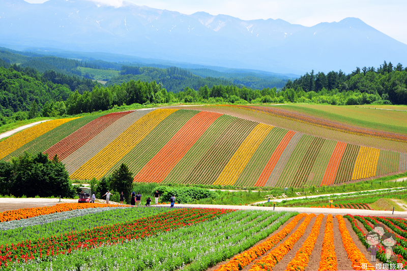 夏日北海道｜彩色的花花世界．美瑛四季彩の丘