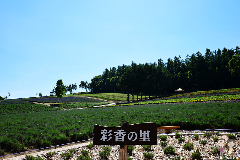 北海道中富良野｜紫色薰衣草之遊客少少的彩香の里