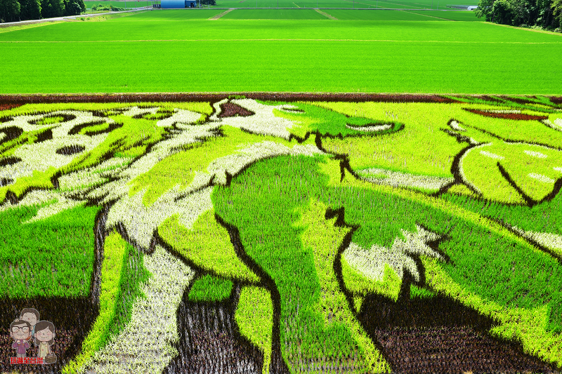 北海道自駕行｜夏季限定！每年都有新花樣的旭川鷹栖町彩繪稻田