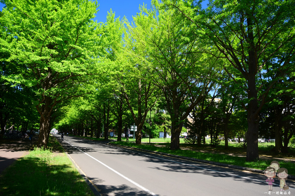 北海道札幌｜『北海道大學』，新綠時的銀杏並木大道， 依舊迷人的閃閃發亮著