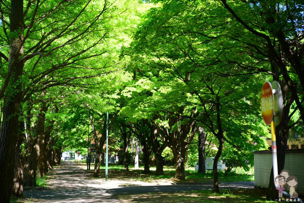 北海道札幌｜『北海道大學』，新綠時的銀杏並木大道， 依舊迷人的閃閃發亮著