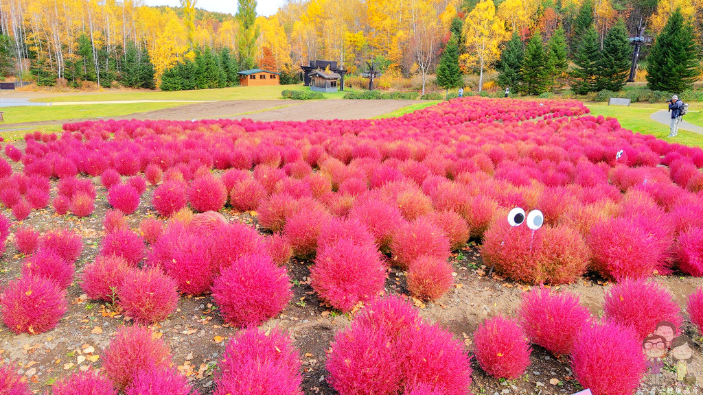 札幌賞楓景點｜國營瀧野鈴蘭丘陵公園的秋色超迷人，還有可愛又紅通通的紅色掃帚草熱情綻放