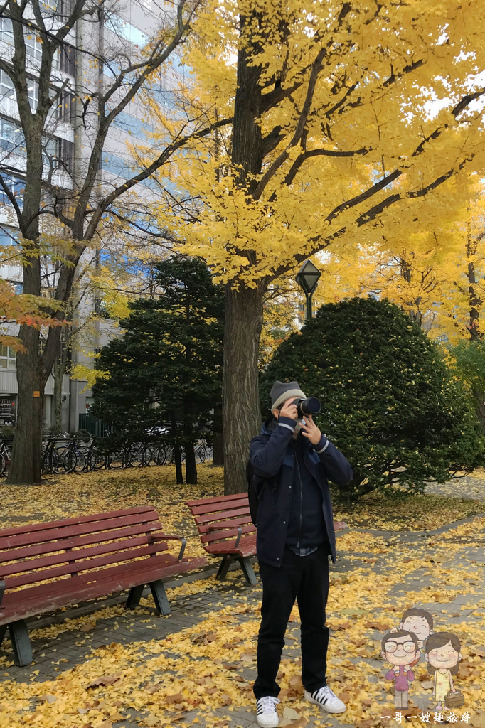 北海道札幌｜大通公園的秋日，除了電視塔之外還可賞金黃的銀杏與紅黃變色葉