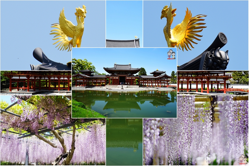 京都自由行 季節限定的紫藤花瀑 世界遺產 宇治平等院 一哥一嫂趣旅尋
