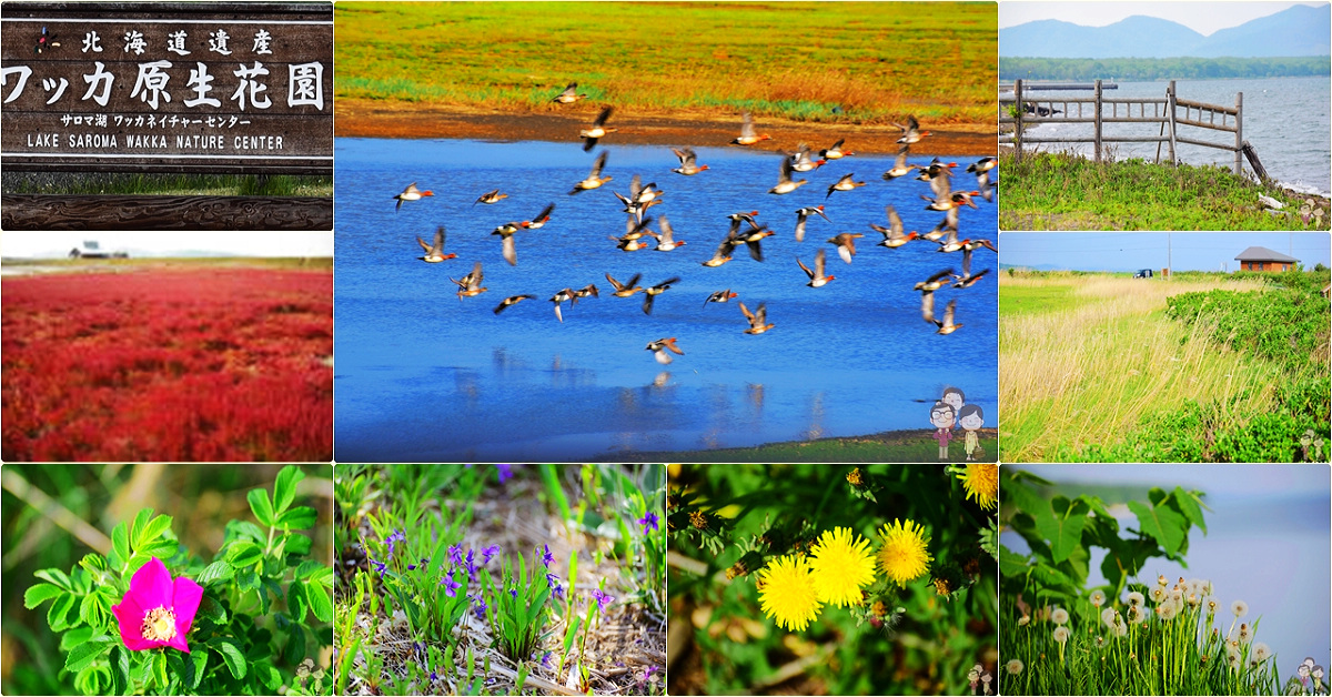 北海道道東｜サロマ湖畔的北海道遺產～ワッカ原生花園，秋日轉紅的厚岸草，是您絕對不能錯過的美景 @嘿!部落!