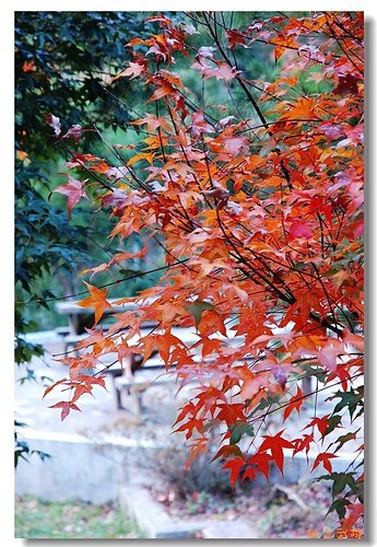 秋的武陵｜楓林仙境的美景農場