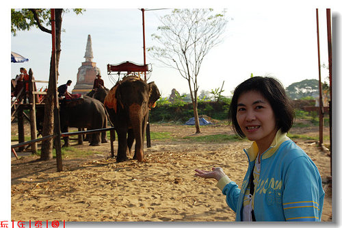 泰國旅遊｜與象共舞