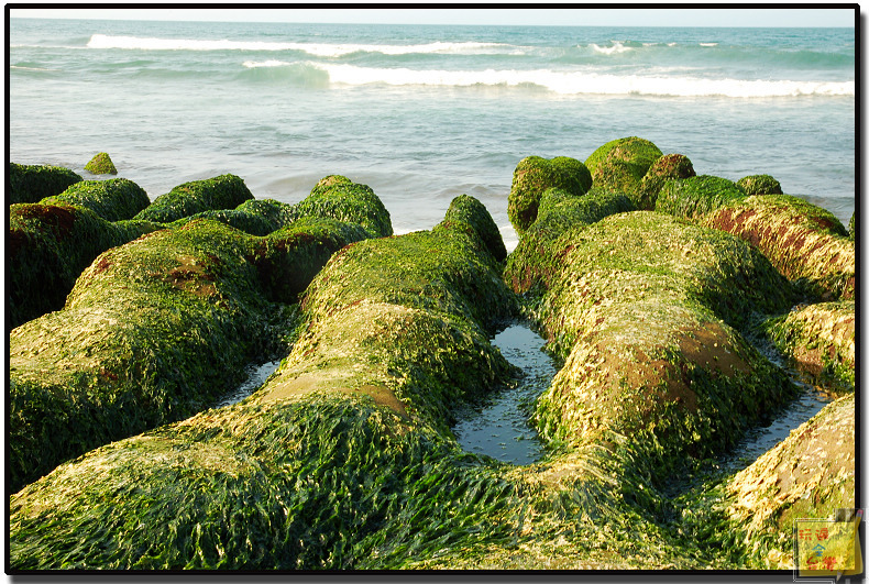 新北石門四月限定景點｜海岸邊的綠寶石．季節限定的老梅石槽