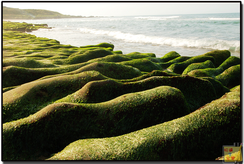 新北石門四月限定景點｜海岸邊的綠寶石．季節限定的老梅石槽