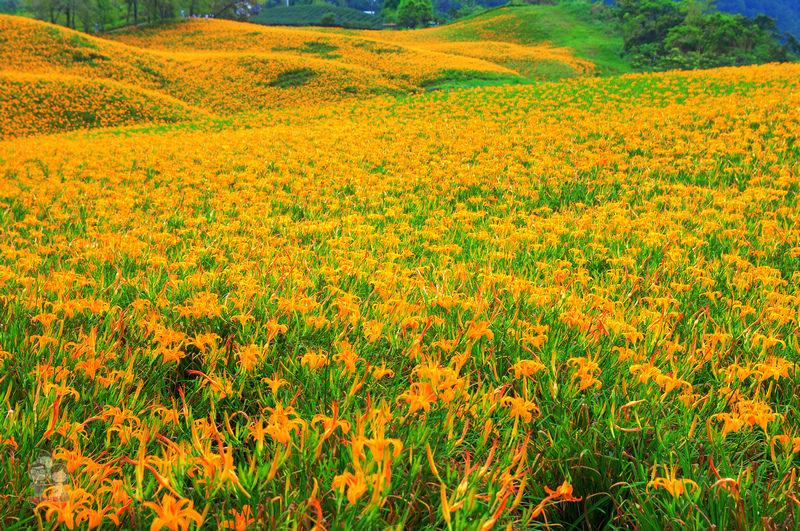 花蓮金針花季｜花兒盛開的赤柯山，滿山盡是黃金甲