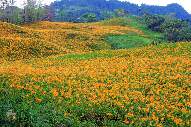 花蓮玉里金針花季｜花兒盛開的赤柯山，滿山盡是黃金甲