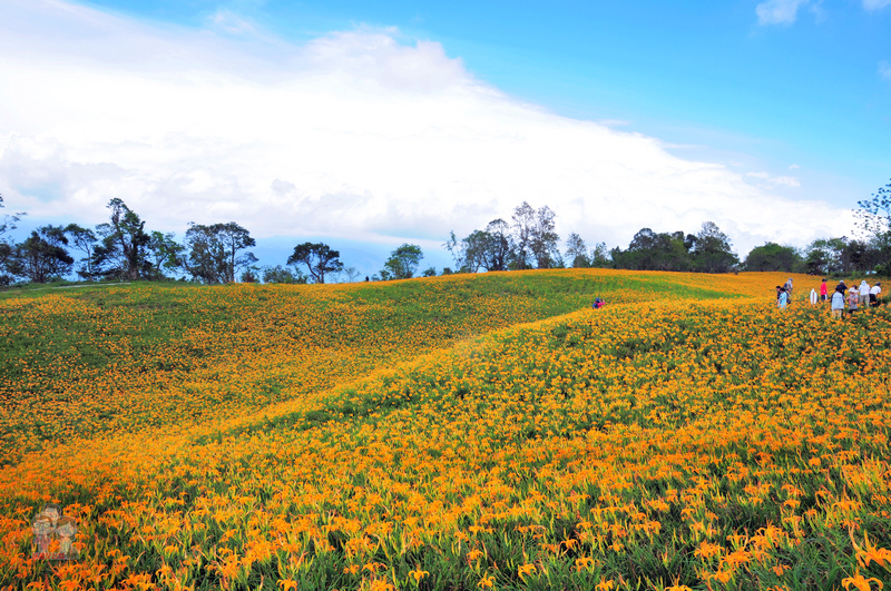 花蓮玉里金針花季｜花兒盛開的赤柯山，滿山盡是黃金甲