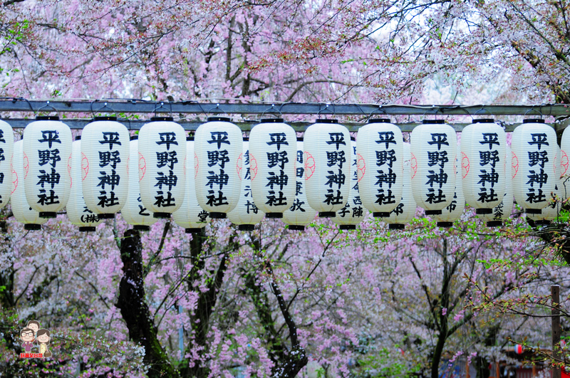 京都賞櫻順路行程｜嵐電北野線櫻花鐵道，櫻花季必訪的平野神社