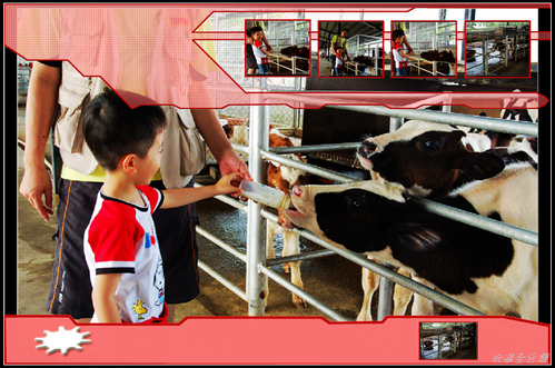 台南柳營｜乳牛的家休閒牧場